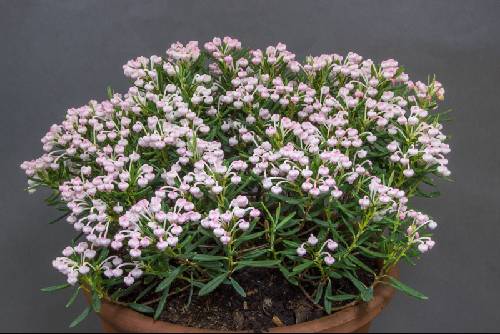 Andromeda polifolia compacta